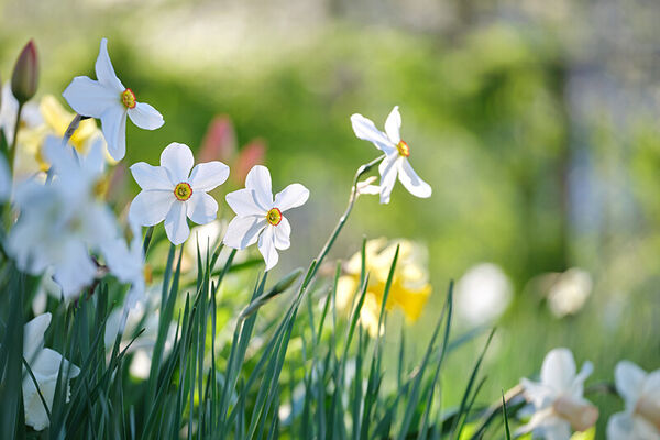 akkrum-bloeit-bloemen